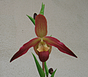 Phragmipedium After-glo Fantiglow